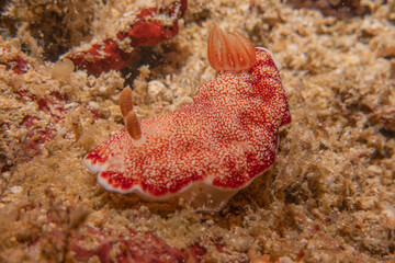 Sea slug at the Sea of the Philippines
