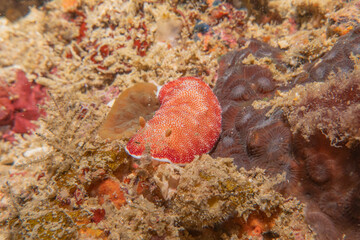 Fototapeta premium Sea slug at the Sea of the Philippines 