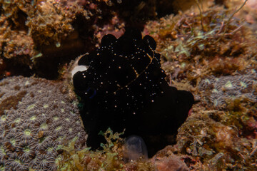 Sea slug at the Sea of the Philippines
