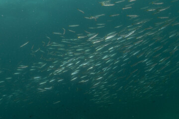 Fototapeta na wymiar Fish swim in the Sea of the Philippines 