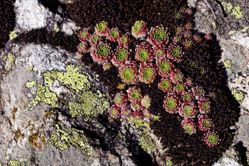 Lichen et mousse 
