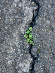 Pflanze wächst in Riss in der Fahrbahn