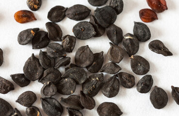 Close-up of dry turkish clove flower seeds (Dianthus barbatus) before sowing eeds for seedlings. Growing garden flowers concept. White paper background. Spring gardening. Macro, flat lay, top view