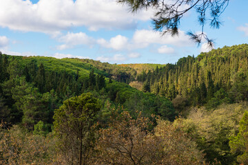 Forest view with partly cloudy sky. Carbon neutrality concept