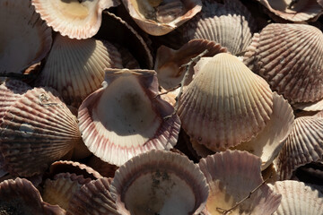 seashell background beach summer close up 