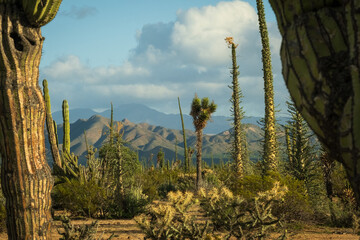 Baja California mexico desert cactus mountains landscape travel 