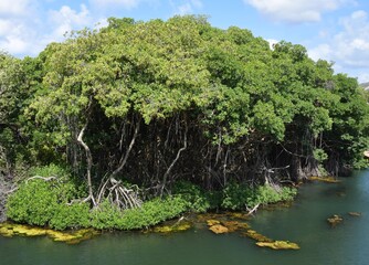 diverse mangrove ecosystem landscape at Rif Mangrove Park on the island of Curacao