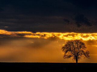 Fototapeta na wymiar Kahler Baum bei Sonnenuntergang