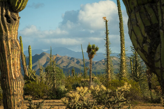 Baja California mexico desert cactus mountains landscape travel 