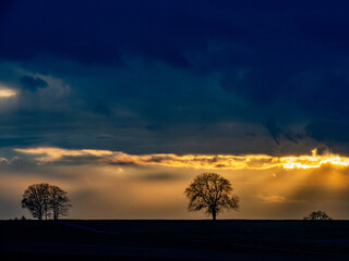 Kahler Baum bei Sonnenuntergang