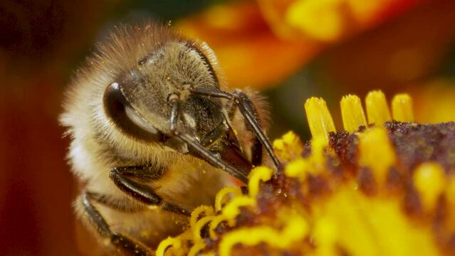 Biene sammelt Nektar auf Heleniumblüte, Zeitlupe, Makro