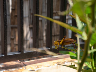 wood locust eating orange leaves during the day photographed from side