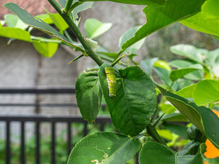 Caterpillar Papilio polytes ditas citrus leaves to eat the leaves as its main food before...