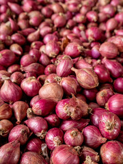 a collection of fresh shallots after harvest in a private garden. red onion.