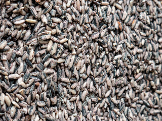 black glutinous rice on a container to dry it to avoid bugs.