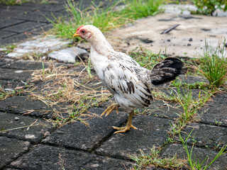 Single gray chicks on the grass after a rain shower on a residential street