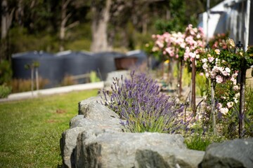 purple lavender flower rows on a flower farm in tasmania australia