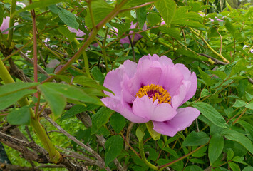 solitary purple peony flowering in its foliage