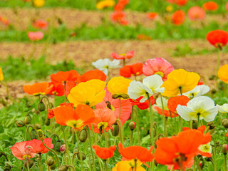 Obraz premium 群生して咲くととてもカラフルできれいなポピーの花