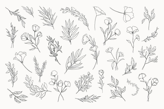 Simple and elegant hand-drawn minimalist floral line art illustrations. Line art flowers, branches, leaves. Plants outlines. Delicate floral and botanical illustrations for logos and weddings.
