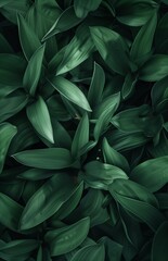 Fototapeta na wymiar Green tulip leafs on the dark background