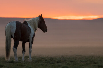 Wild Horse at Sunrise in the Utah Desert