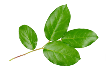 Fresh green branch of Salal (Gaultheria Shallon) or Lemon Leaf isolated on white background