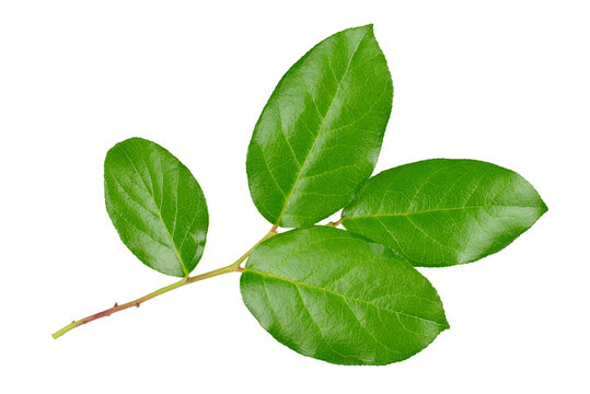 Fresh green branch of Salal (Gaultheria Shallon) or Lemon Leaf isolated on white background