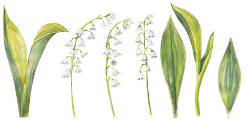 Lily of the valley set, hand drawn. Watercolor illustration of spring flowers