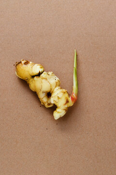  Rizoma de jengibre , Zingiber officinale o kion