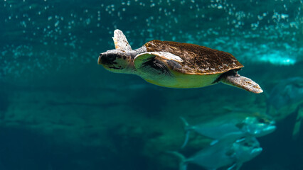 View of sea turtle swimming in sea aquarium.