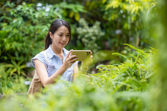 Woman take photo on cellphone of the flower at park