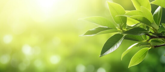 nature green for background.