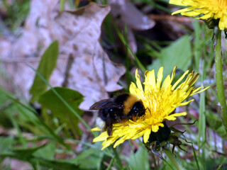 Bumblebee on dandelion flower
