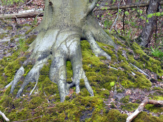 Tree root in the Rostock Heath 