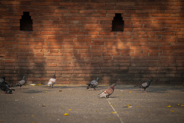 group of pigeon eat food and take photo with tourist at ancient city wall the Phae gate of chiangmai thailand   - obrazy, fototapety, plakaty