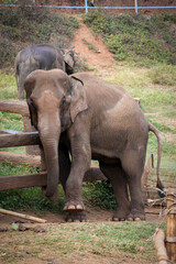 elephant walk and play in boundary of sanctuary chiangmai thailand 