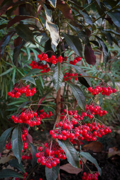 small red chokecherry fruit tree in garden with green leaf