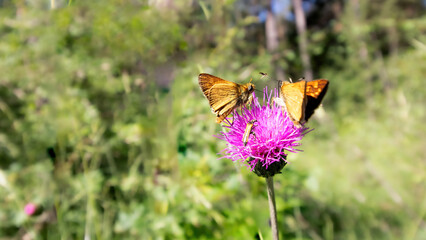 Distelblüte mit Falter