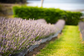 Obraz premium Growing a lavender cropin rows in a beautiful field. Purple lavender