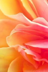 Obraz premium Blooming Beauty: Stunning Images of Exquisite Roses