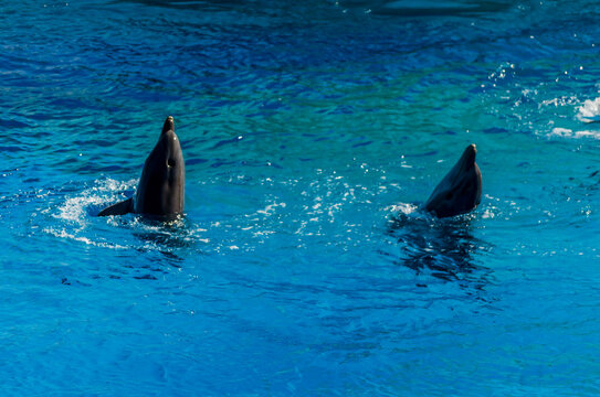 A Pair Dolphins Swim in the Pool and Flip their Fins. Sided Couple of Dolphins Play in Deep Blue Waters.