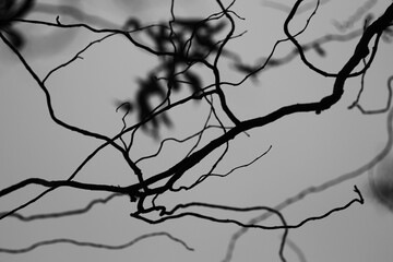 Fototapeta na wymiar branches with roots