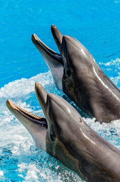 Two Dolphins Swim in the Pool and Ask for Fish Food. Sided Couple of Dolphins Play in Blue Waters. Ocean Life Photography. Vertical Photo.