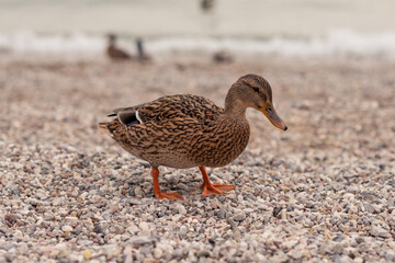duck close-up on the background of pebbles in Malcesina