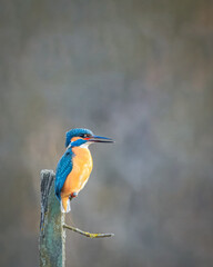 A common kingfisher sits on a wooden stick without leaves and looks toward the camera lens. A kingfisher with grey background with copyspace.
