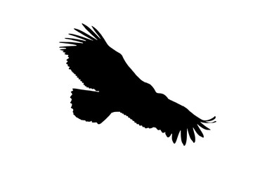 Eagle silhouette illustration. Eagle in flight	