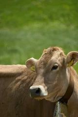 Fototapeten cow in a field © Ong