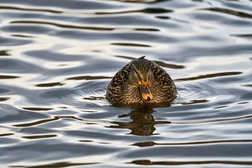 Fototapeten duck in the water © Ong