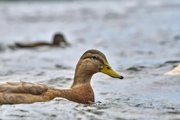 Fototapeten duck on the water © Ong
